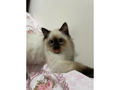 4 aylık yavru ragdoll kediler