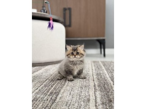 British longhair