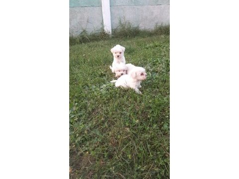 3 erkek yavru maltese terrier