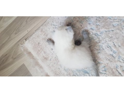 Yavru scottish fold