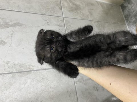 Scottish fold yavrular