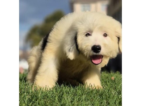 English sheepdog ( bobtaıl) yavrularimiz