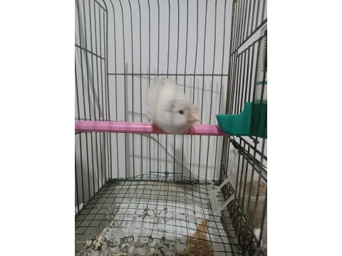 Dik ötümde beyaz tepeli kanarya