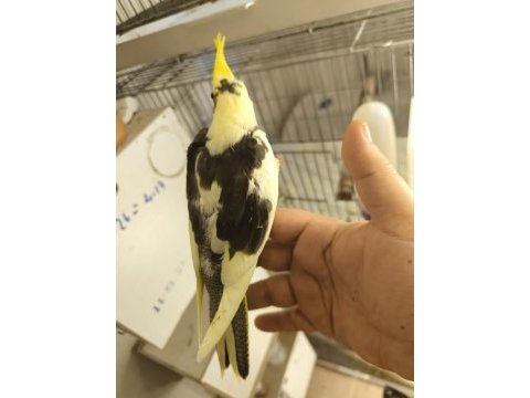 Sultan papağanı yavruları 2 aylık