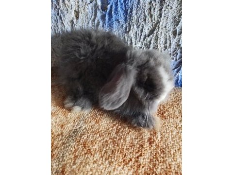 Teddy lop tavşan yavrular mavi göz