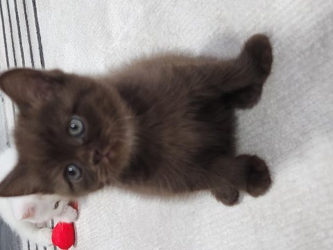 Acil izmir içi scottish fold