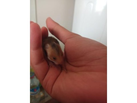 Yavru suriye hamster