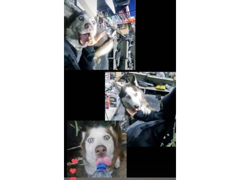 Husky kızıma eş arıyorum