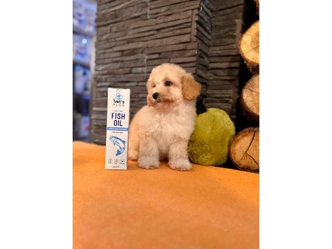Apricot renkte poodle bebeklerimiz