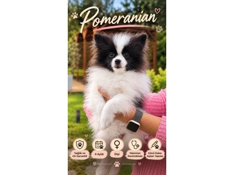 Teddy bear güzelliği ayıcık pomeranian oğlumuz