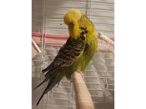 Show jumbo muhabbet kuşu erkek
