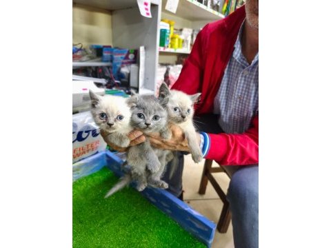2 aylık british shorthair yavrularımız