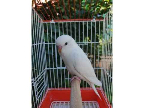 Antalya muhabbet kuşu (ev üretimi yavru ve yetişkin)