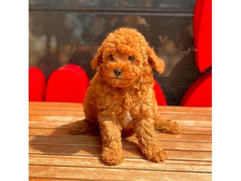 Toy poodle yavrular