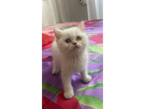 Safkan british shorthair