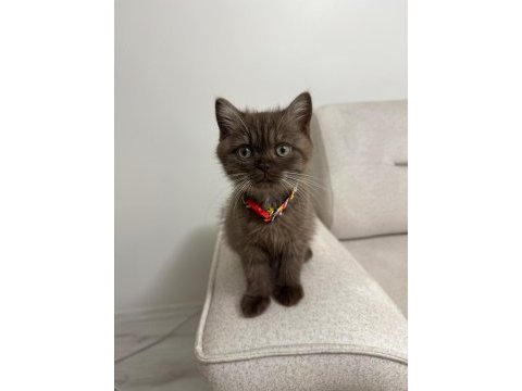 British shorthair cinnamon