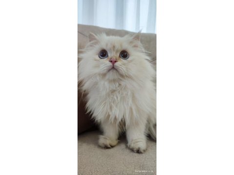 Şecereli cy1133 erkek british longhair yavrum