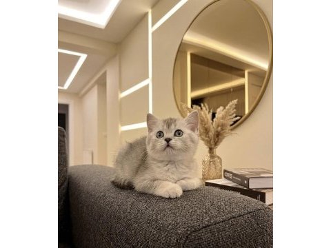 British shorthair silver point