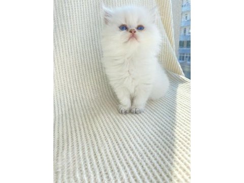 Ny dişi yavru british longhair