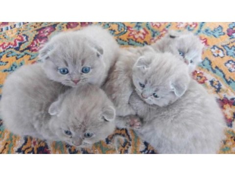 Dişi lilac renk scottish fold yavrularım