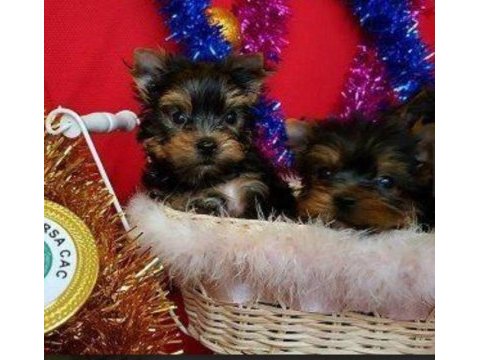 Safkan tea cup yorkshire terrier yavrularımız