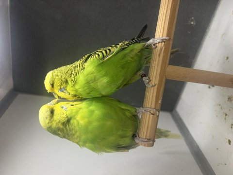 Show jumbo muhabbet kuşu takımlar yavru garantili