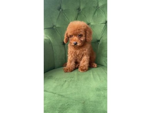 Evimizde büyüyen poodle yavrularımız