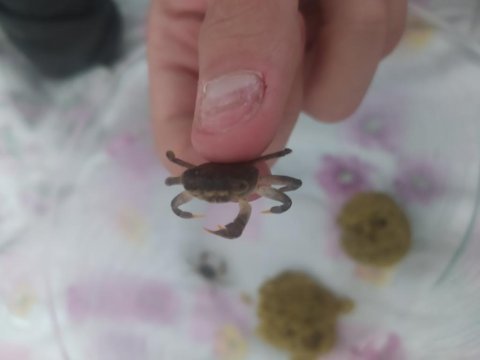 2 adet tatlı su yengeci (küçük boy)