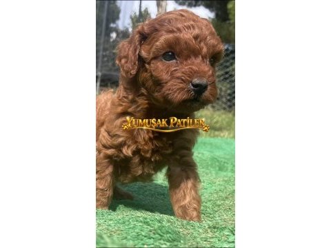 Sevimli ırk toy poodle