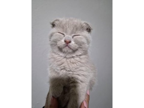 Scottish fold lilac fawn