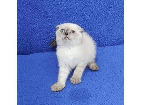 Teslime hazır mükemmel bir scottish fold