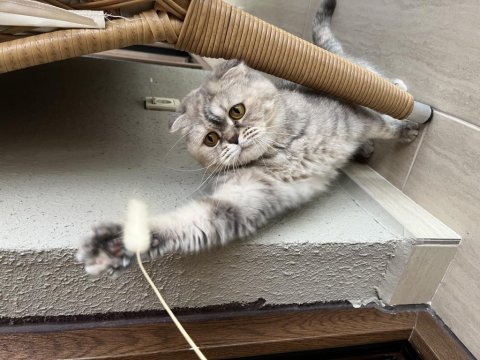 Scottish fold 5 yaş