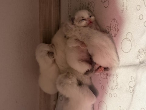 Ragdoll yavrular rezerveye açık 15 ekim teslim