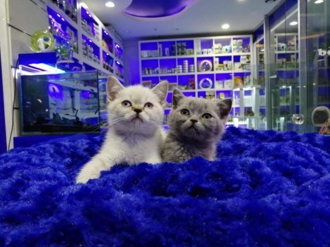 Safkan british shorthair yavrularımız