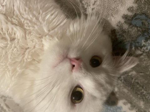 Chinchilla erkek kedi