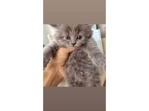 Safkan erkek british shorthair yavrular
