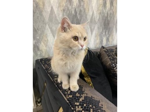 British shorthair
