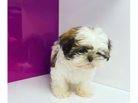 Irk garantili shih tzu yavruları