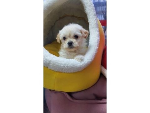Maltese terrier malta