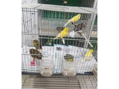 Malinua ve gloster kanarya sahiplendirme