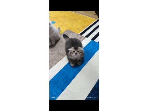 Scottish fold longhair