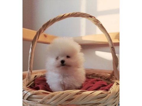 Pomeranian boo bebekler kalitenin adresı