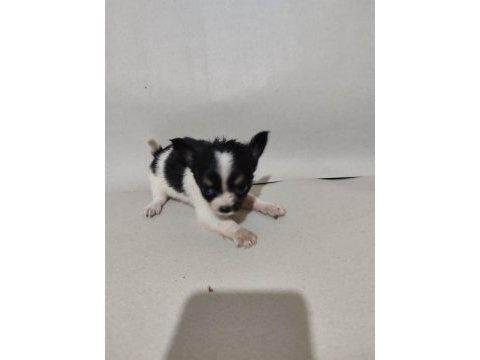 Chihuahua yavrular