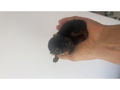 Yorkshire terrier bal bebekler rezerveye açıldı