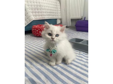 Acil satılık 3 aylık dişi iran kedisi eşyalarıyla