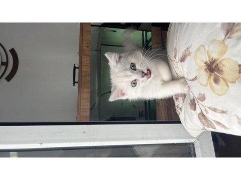 105 günlük british longhair