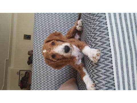 4 aylık aşıları tam çip takılı pasaportlu eğitimli poodle