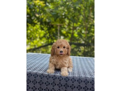 Poodle en microsu en özeli benim olsun isteyenlere