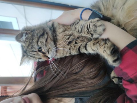 Melez long hair kedi