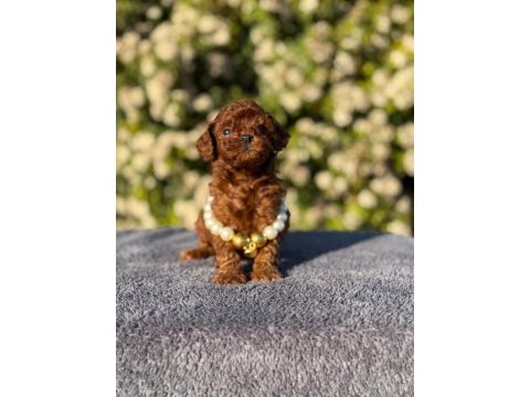 Kore kan poodle yavrularım